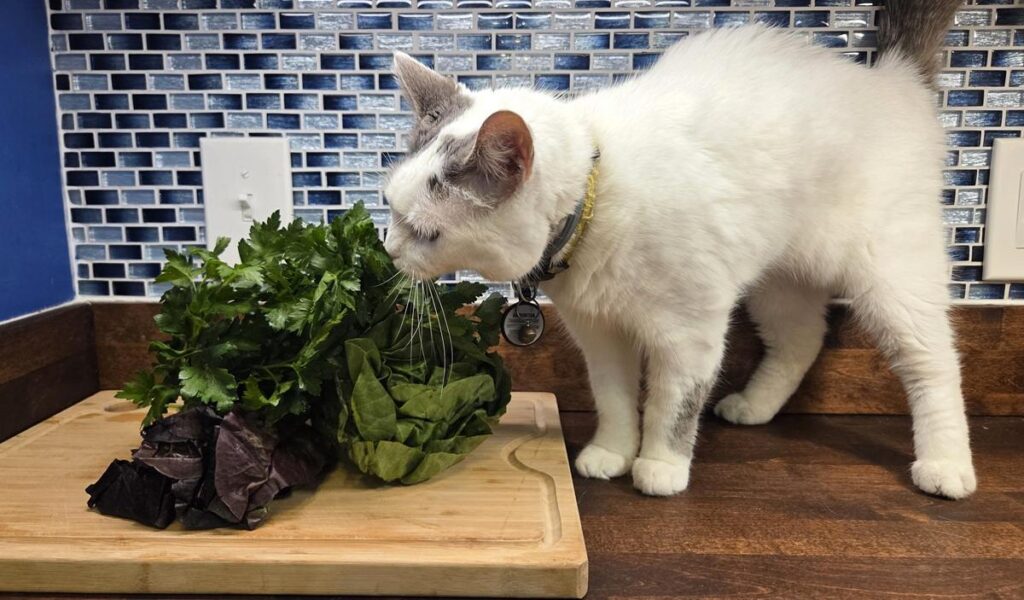 Plant Ingredients in Cat Food: What Pet Parents Should Know