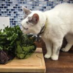 Plant Ingredients in Cat Food: What Pet Parents Should Know