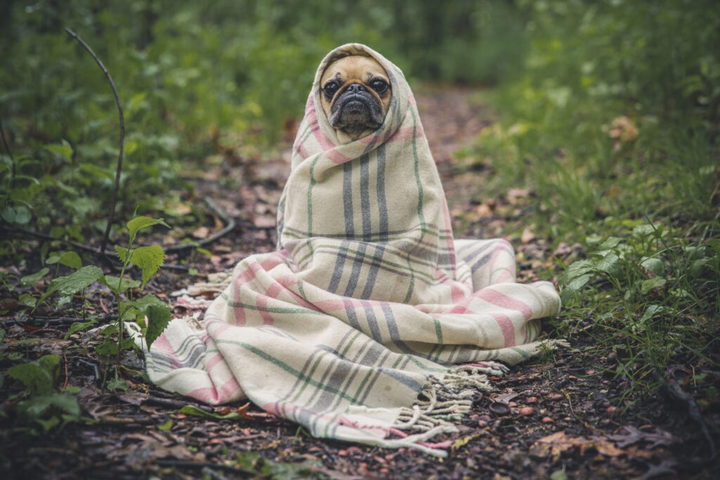 Hurricane Milton: Where to Find Pet Friendly Shelters in Florida