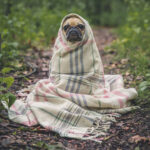 Hurricane Milton: Where to Find Pet Friendly Shelters in Florida