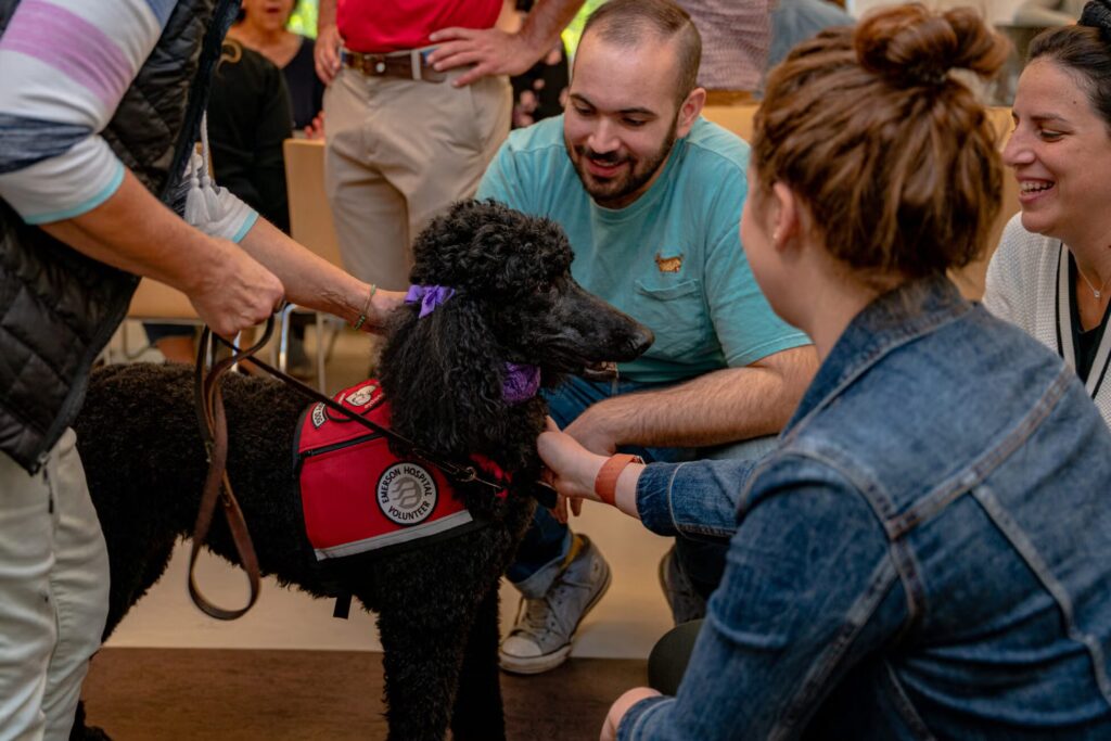 How To Volunteer At Animal Shelters