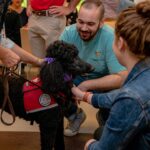 How To Volunteer At Animal Shelters