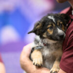 Petfood Forum 2026 Welcomes On-Site Pet Charities: PawsAbilities and Polk County Humane Society