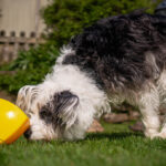 Smaller version of Roolo toy now available