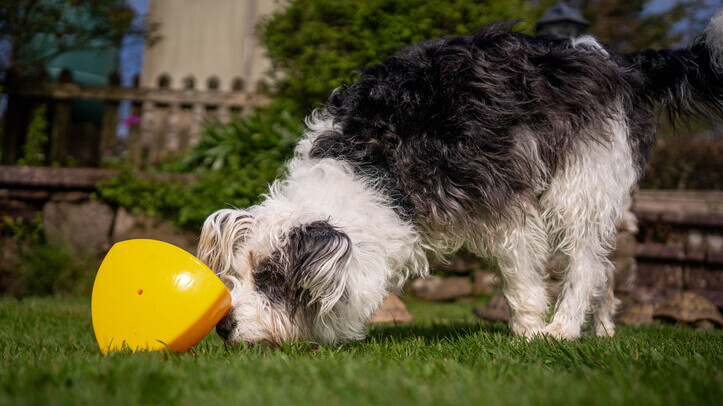 Smaller version of Roolo toy now available