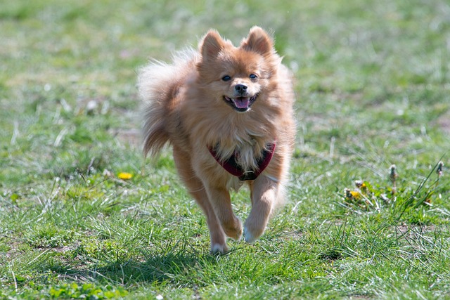 The Best 7 Pomeranian Activity Trackers For 2026