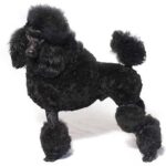 Poodle (Miniature) – Dog Breed Information