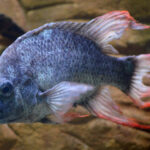 New Population of Mangarahara Cichlid, Ptychochromis insolitus found