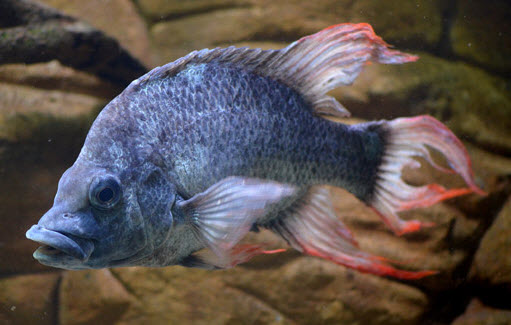 New Population of Mangarahara Cichlid, Ptychochromis insolitus found