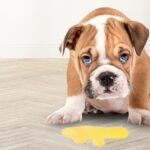 Is Your Dog Throwing Up Yellow? Causes and Simple Fixes