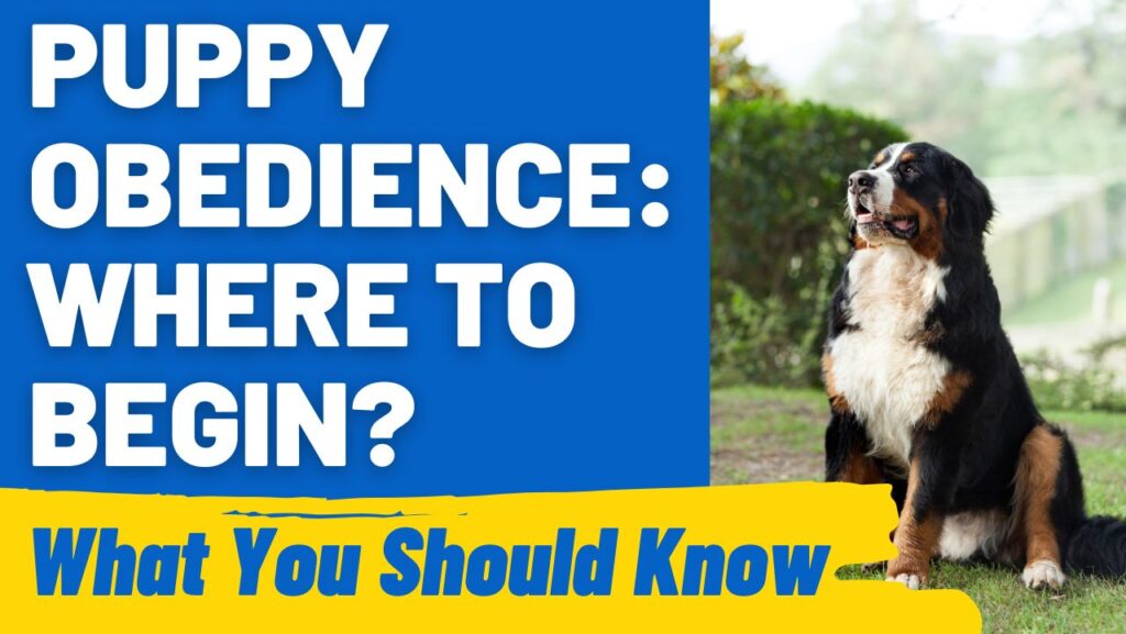 Teaching Puppy Obedience: Where to Begin?
