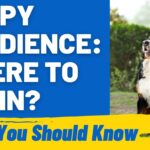 Teaching Puppy Obedience: Where to Begin?