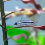 The Best Small Fish for Your Aquarium: A list of Stunning Nano Fish