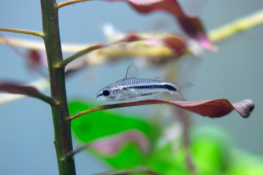 The Best Small Fish for Your Aquarium: A list of Stunning Nano Fish