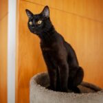 Black cat breeds that will bring you luck