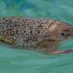 20 hilarious facts about animals