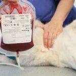 Pet blood donation: Everything you need to know