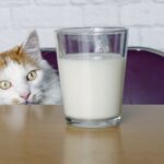 Can cats drink oat milk? What a vet wants you to know