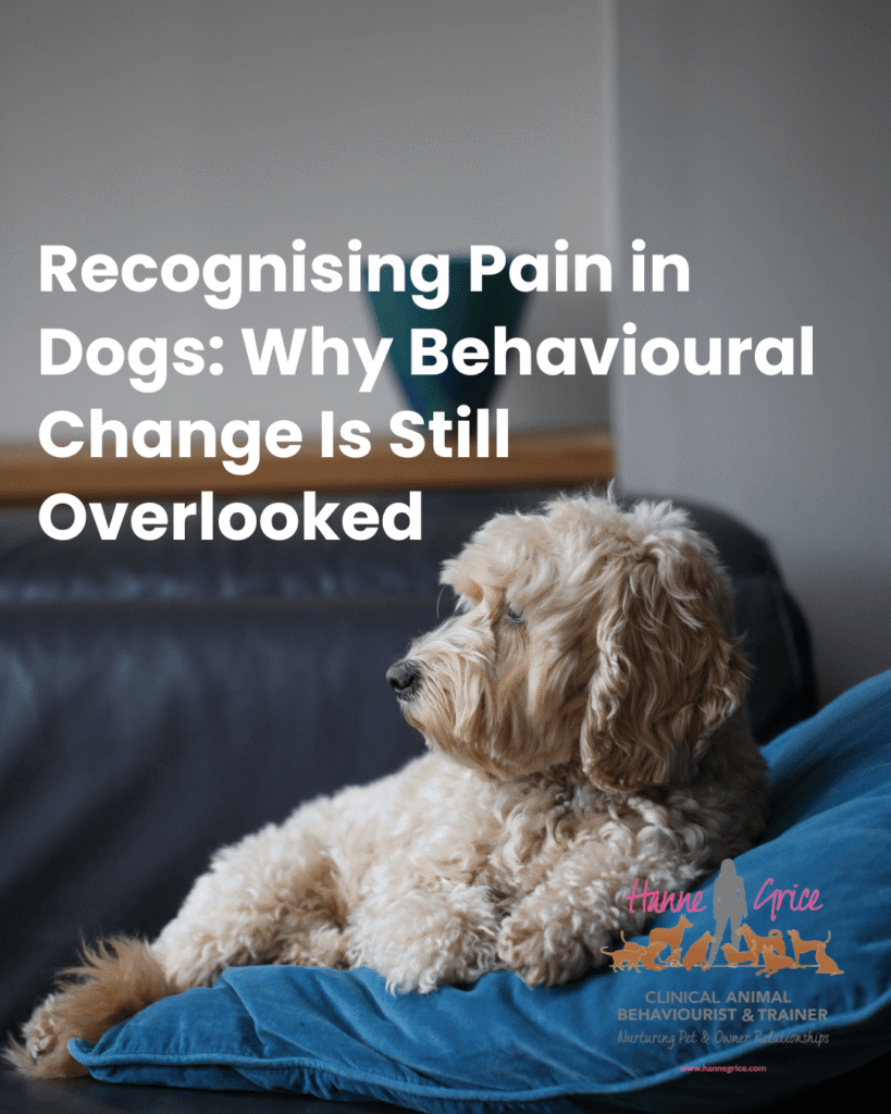 Pain in Dogs: Behavioural Signs Often Missed