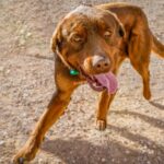 Red Rottweiler: Info, Pictures, Origin & History — Dogster