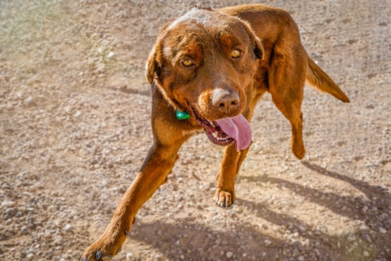 Red Rottweiler: Info, Pictures, Origin & History — Dogster