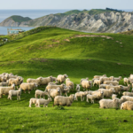 Open Farm Launches a Regenerative Agriculture Verified Treat!