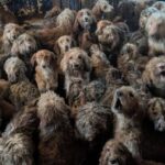 This Photo Is Not AI’: RSPCA Rescues Over 250 Dogs Crammed Into a Single UK Property |