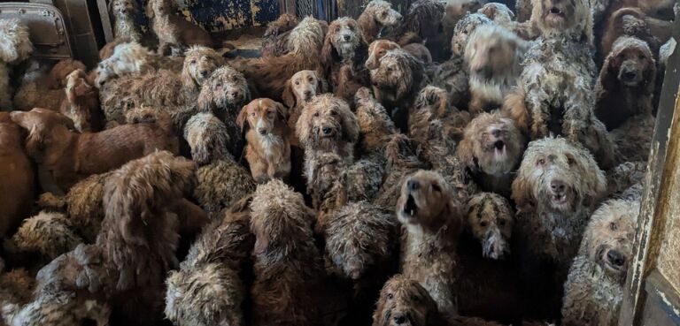 This Photo Is Not AI’: RSPCA Rescues Over 250 Dogs Crammed Into a Single UK Property |