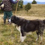 Romanian Carpathian Shepherd – Dog Breed Information