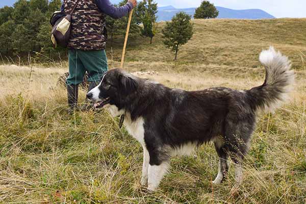 Romanian Carpathian Shepherd – Dog Breed Information