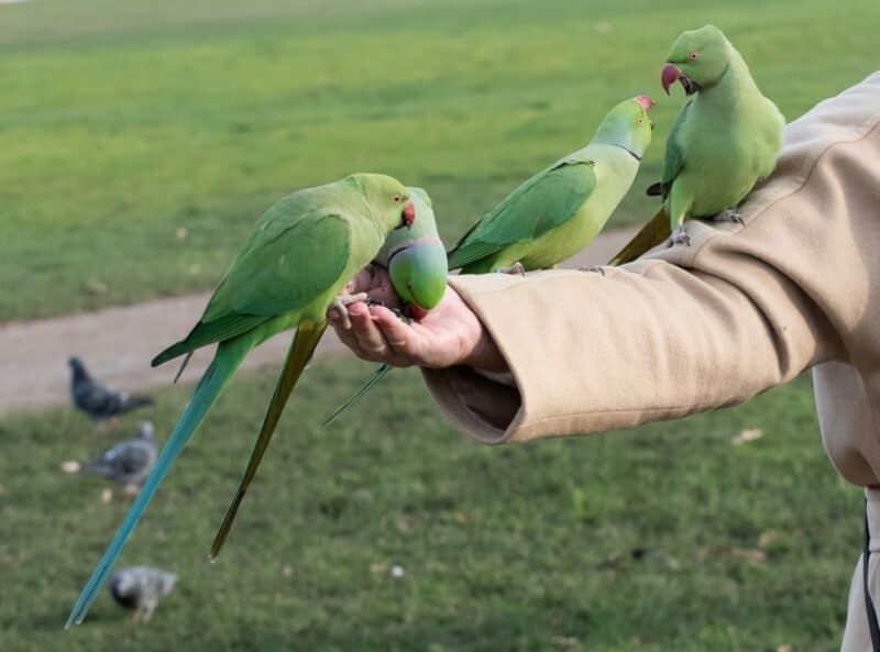 How to Protect Your Pet Birds From Theft (2024 Guide)