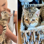 Prettiest Foster Kittens Sam and Sydney Fly Away for Home