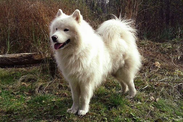 The Best 7 Samoyed Activity Trackers For 2026