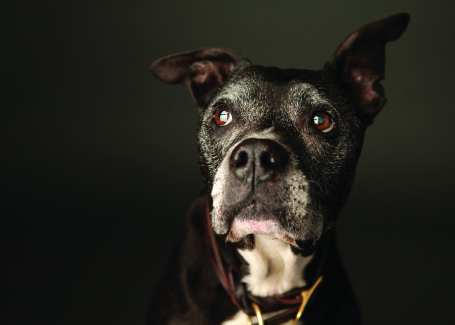 Tornado safety for dogs: sheltering in place