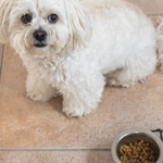Decoding Canine Protein-Losing Enteropathy