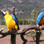 Why Your Parrot Needs Many Types of Perches