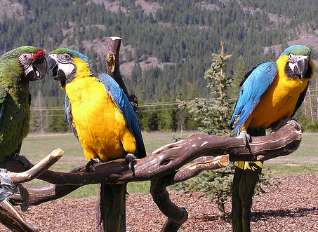Why Your Parrot Needs Many Types of Perches