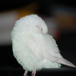 Do You Cover Your Bird’s Cage at Night?