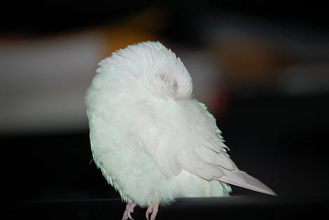 Do You Cover Your Bird’s Cage at Night?