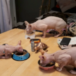 From One Picky Sphynx to the Whole Crew: Supporting Daily Vitality wit