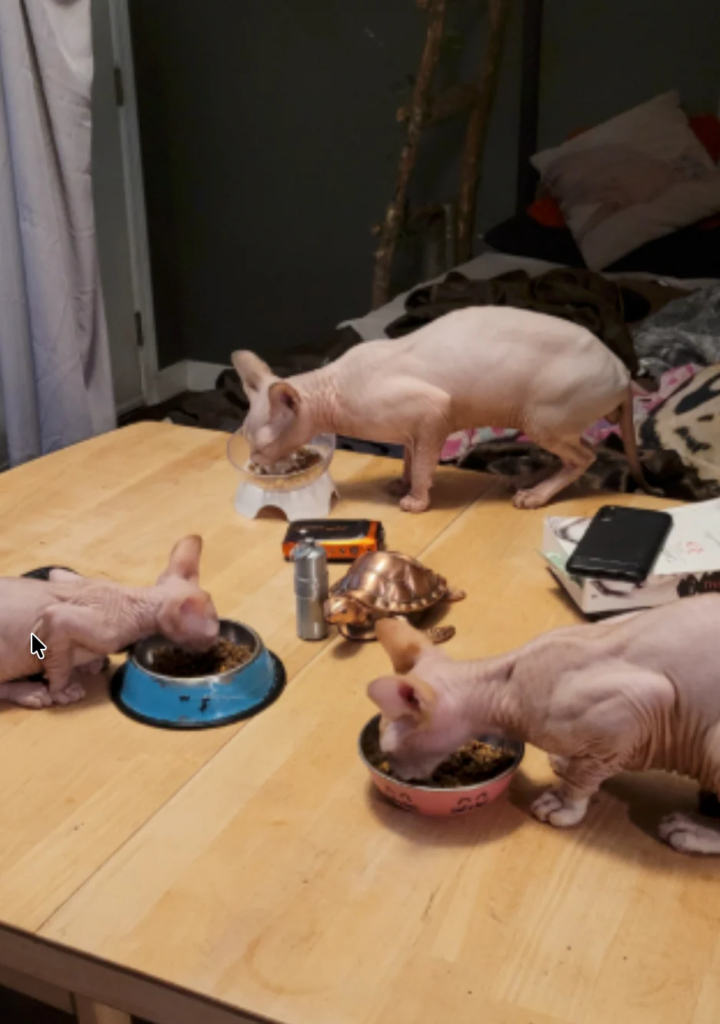 From One Picky Sphynx to the Whole Crew: Supporting Daily Vitality wit