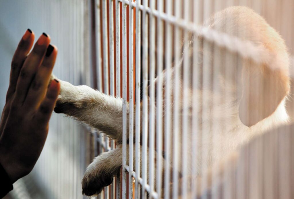 Why It’s Good You’re Feeling Guilty Over Returning a Dog