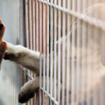 Why It’s Good You’re Feeling Guilty Over Returning a Dog