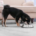 Sources of Omega-3 for Dogs & How Much They Need Daily (Vet Approved) — Dogster