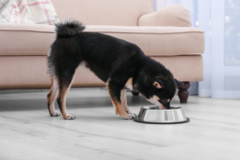 Sources of Omega-3 for Dogs & How Much They Need Daily (Vet Approved) — Dogster