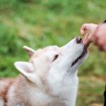 Does Your Dog Only Listen When You Have a Treat in Your Hand?