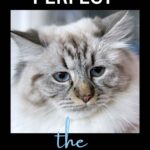 Thinking of a Siberian cat? Everything you NEED to know before you get one!