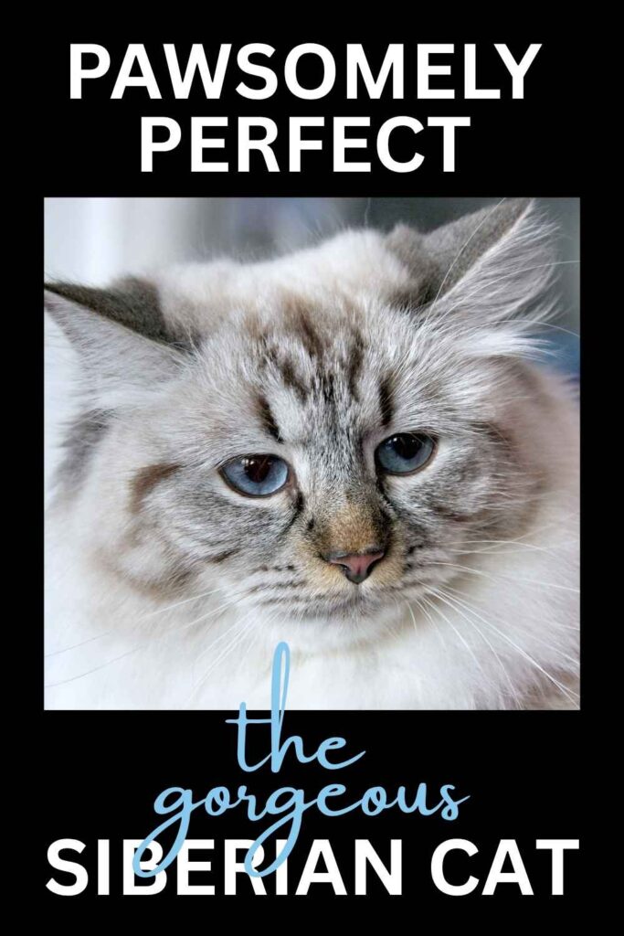Thinking of a Siberian cat? Everything you NEED to know before you get one!