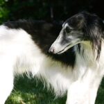 Silken Windhound