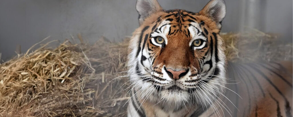 Rescued From Exploiter Ring, Tigers Relish Sanctuary Life